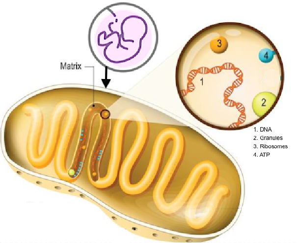 Placental Mitochondrial Diagram